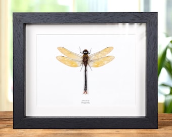Dragonfly In Box Frame (Anax sp)