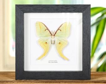 De maanmot in lijst (Actias luna)