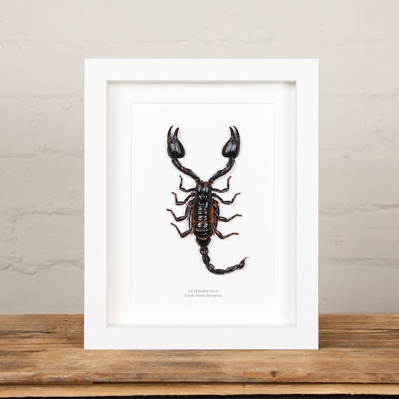 Heterometrus spinifer The GIANT Thai Forest Scorpion | Framed Arachnid Wall Decor 8 x 6 in. Unique Taxidermy Collectables