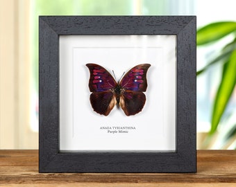 Rare Purple Butterfly Framed Taxidermy - Anaea Tyrianthina - Etsy