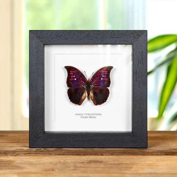 Purple Mimic Butterfly in Box Frame (anaea Tyrianthina) Norway