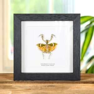Banded Flower Mantis In Box Frame (Theopropus elegans)
