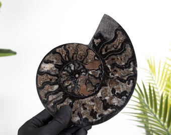7.5 Inch Black Ammonite Cut &amp; Polished Fossil (Cleoniceras sp)