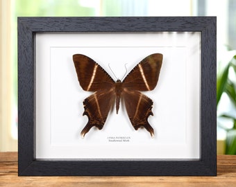 Swallowtail Moth in Box Frame (Lyssa patroclus)