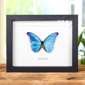 Rhetenor Blue Morpho Butterfly in Box Frame (Morpho rhetenor cacica)