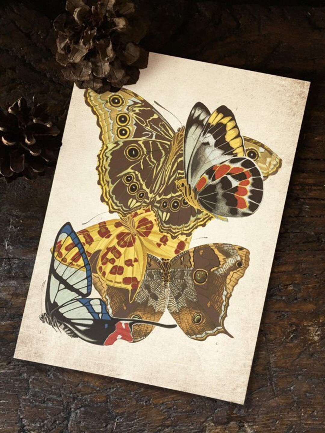 Butterfly Print, Antique Butterfly Print, Antique Butterfly Art Print