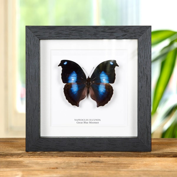 Great Blue Moonset Butterfly in Box Frame (Napeocles jucunda)