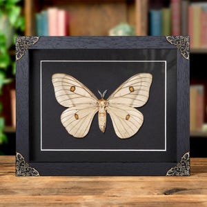 Female Ghostly Silkmoth In Baroque Style Frame (Ceranchia apollina)