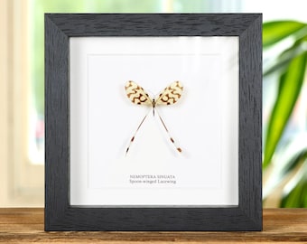 A 1 Papered Specimen Morpho Patroclus Orestes Peru Real Blue Black