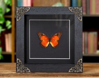 May include: A framed butterfly specimen with orange wings and black markings. The frame is black with ornate gold corners.