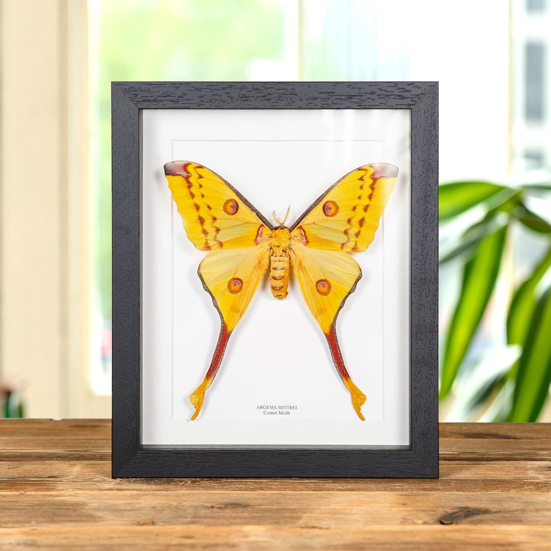 Female Comet Moth in Box Frame (argema Mittrei) - Etsy