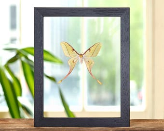 Vrouwelijke hybride maanmot in doorzichtige glazen lijst (Actias dubernardi x Graellsia Isabellae)
