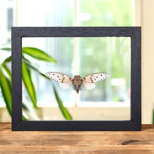Witte spookcicade in helder glazen frame (Ayuthia spectabilis)