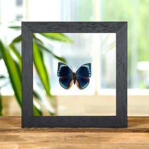 Può includere: Un esemplare di farfalla incorniciato. La farfalla ha ali blu scuro con segni bianchi e azzurri. La cornice quadrata è nera e in legno. Lo sfondo è una finestra e una superficie in legno.