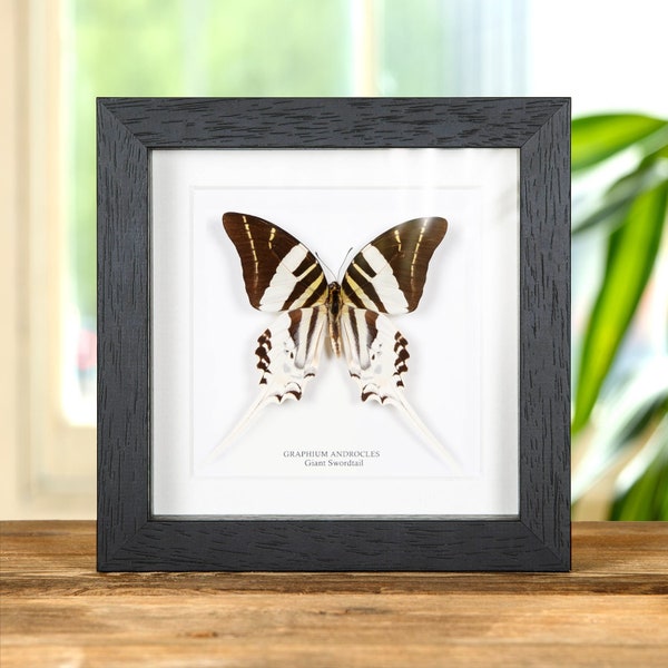 Giant Swordtail Butterfly Frame, Butterfly Taxidermy, Butterfly in Frame (Graphium androcles) Butterfly Gift