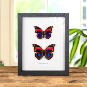 Prepona praeneste - Etsy España