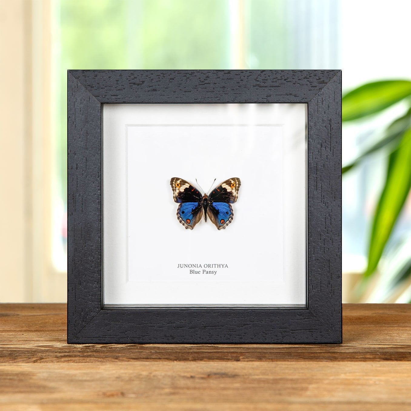 Blue Pansy Butterfly In Box Frame (Junonia orithya)