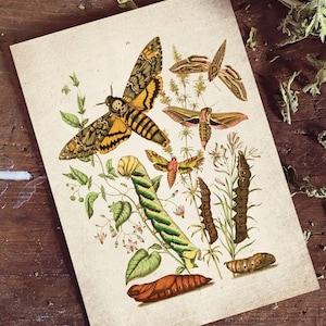 Moth Print, Antique Moth Print, Antique Moth Art Print, Vintage Moth Print Wall Art - A4, A3, A2