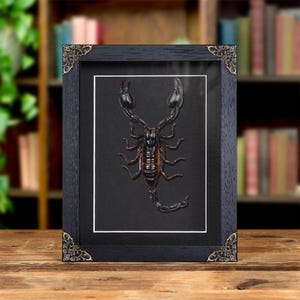 Giant Forest Scorpion In Baroque Style Frame (Heterometrus)
