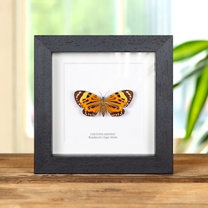 Boisduval&#39;s Tiger Moth In Box Frame (Chetone histrio)