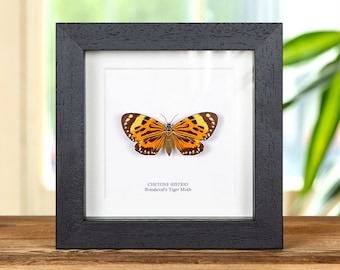 Boisduval's Tiger Moth in Box Frame (Chetone histrio)