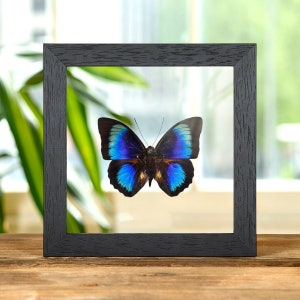 Rare Electric Blue Agrias x Prepona Hybrid Butterfly In Clear Glass Box Frame (Agrias hewitsonis x prepona sp)