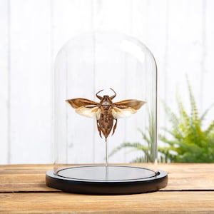 Giant Water Bug In Glass Dome (Lethocerus indicus)