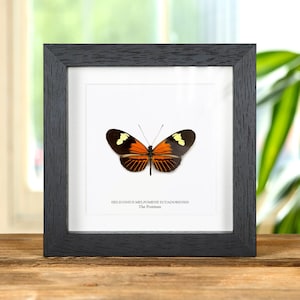 本物の赤いアゲハチョウの額入り剥製 - Papilio deiphobus deiphontes