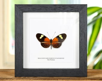 May include: A framed butterfly specimen, Heliconius Melpomene Ecuadoriensis, with orange and black wings and yellow spots. The butterfly is centered on a white background within a black wooden frame. Text at the bottom reads "The Postman."