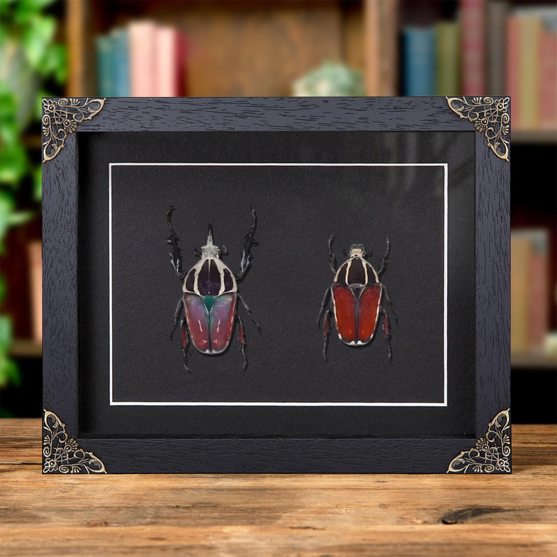 標本 Uganda Mesotopus imperator 80mm Giant Flower Beetle Male & Female Pair in Baroque Style Frame