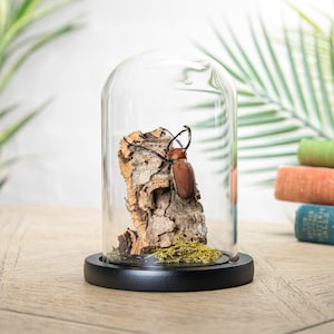 Small Rhinoceros Beetle In Glass Dome (Golofa spatha)