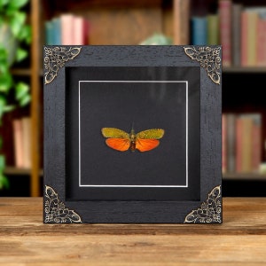 Red Lanternfly In Baroque Style Frame (Saiva cardinalis)
