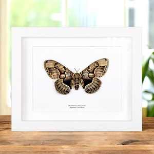 Japanese Owl Moth In Box Frame (Brahmaea wallichii) image 2