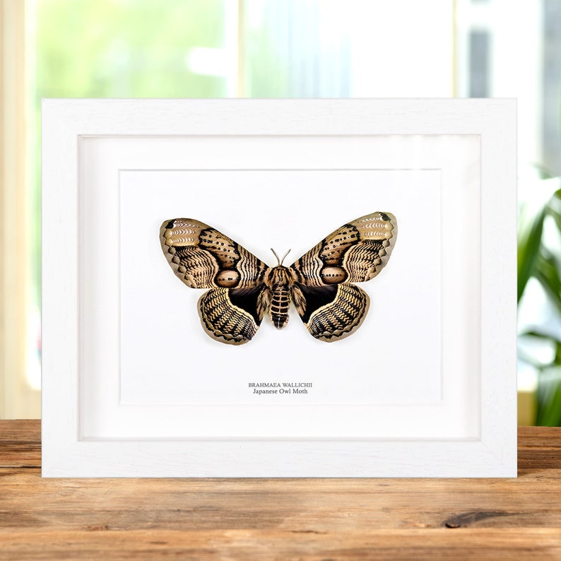 Japanese Owl Moth In Box Frame (Brahmaea wallichii) image 2