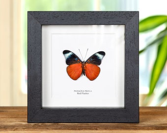 May include: A framed butterfly specimen with black wings and a bright orange body. The butterfly is labeled "PANACEA PROLA Red Flasher".