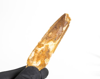 C Grade - Spinosaurus Dinosaur Tooth Fossil (Spinosaurus aegyptiacus)