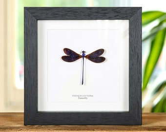 Damselfly In Box Frame (Vestalis luctuosa)