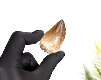 Large Mosasaur Dinosaur Tooth Fossil (Mosasauridae sp)