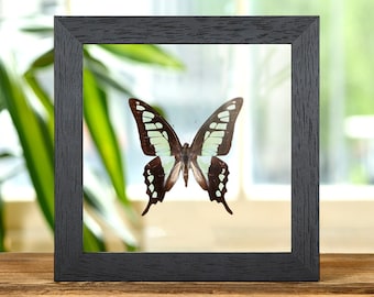 Glassy Bluebottle-vlinder in doorzichtige glazen doos (Graphium cloanthus)