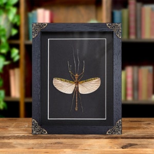 Black &amp; Green Phasma Stick Insect In Baroque Style Frame (Aschiphasma annulipes)