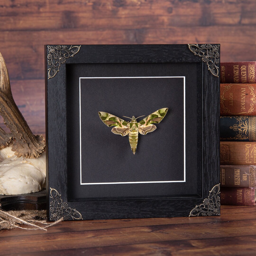 Army Moth in Baroque Style Box Frame Real Moth Frame Insect - Etsy