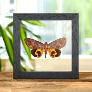 Common Fruit-piercing Moth In Clear Glass Box Frame (Eudocima phalonia)