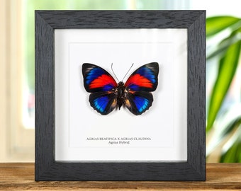May include: A framed butterfly specimen, featuring a vibrant Agrias Hybrid with red and blue wings. The butterfly is centered on a white background within a black wooden frame. Text at the bottom identifies the species. The frame is displayed on a wooden surface.