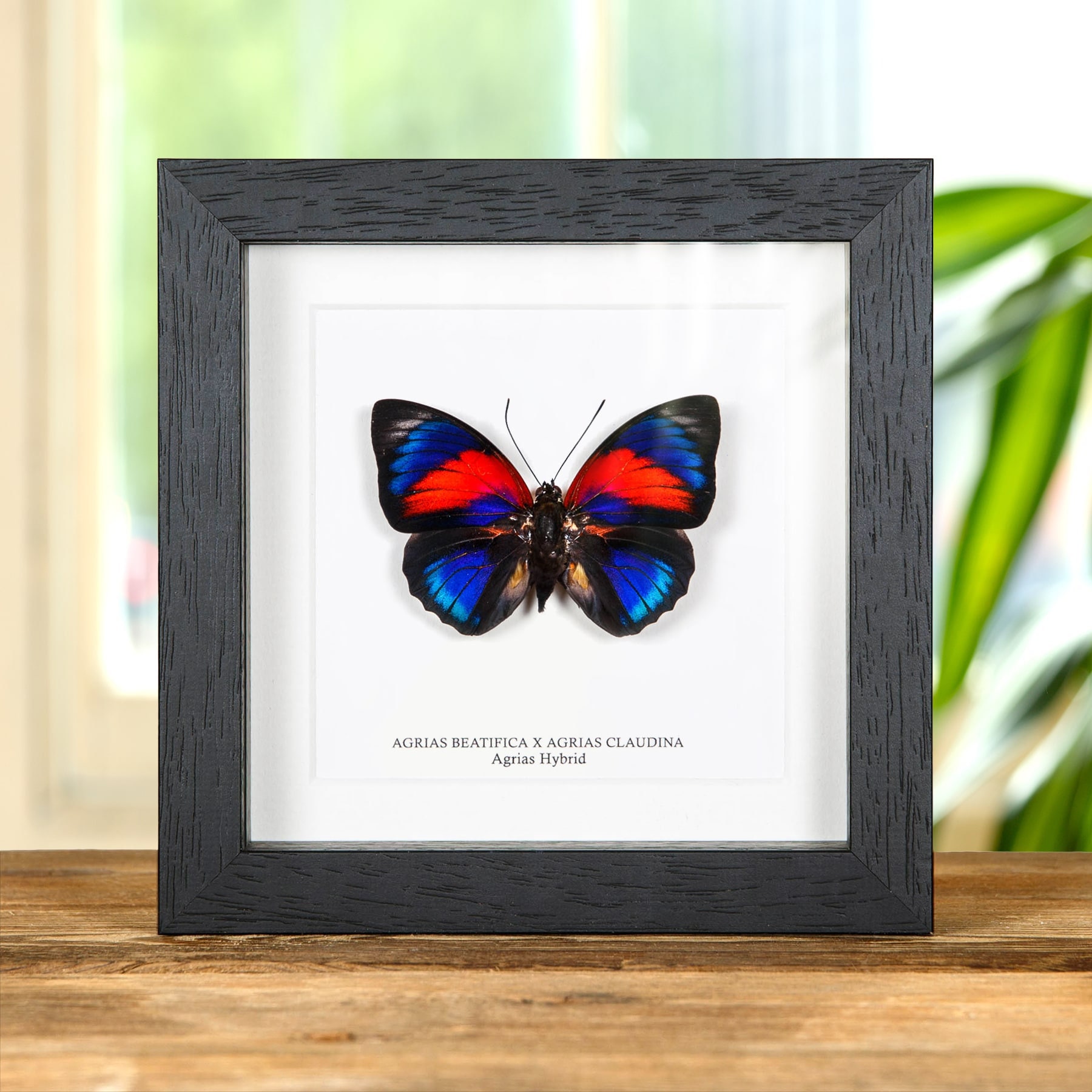 Butterfly  Legend of Zelda Butterflies Faux Taxidermy Breath of the