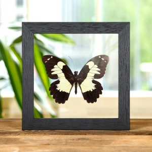 Papilio euchenor in Clear Glass Frame From Papua New Guinea