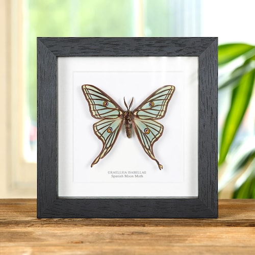 Spanish Moon Moth in Box Frame (graellsia Isabellae) - Etsy