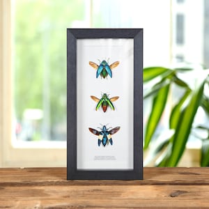 Chrysochroa Beetle Trio in Box Frame (Polybothris sumptuosa, Chrysochroa fulminans & castelnaudi)