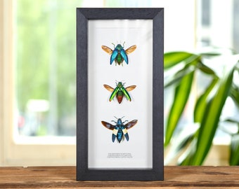 Jewel Beetle Trio Beetle In Box Frame (Polybothris sumptuosa, Chrysochroa fulminans &amp; castelnaudi)