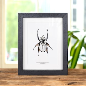 Goliath Käfer im Kastenrahmen (Goliathus goliatus quadrimaculatus)