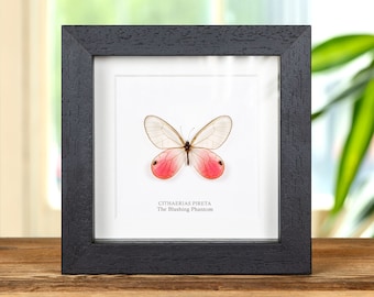 The Blushing Phantom Butterfly in Box Frame (Cithaerias pireta)